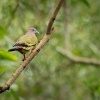 Holub papousci - Treron vernans - Pink-necked Green-Pigeon o9955